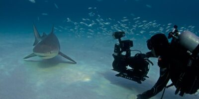 howard hall filming a bull shark
