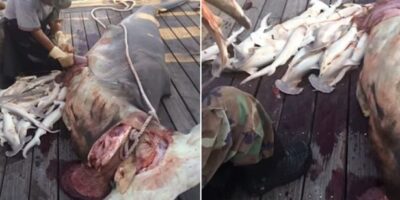 great hammerhead shark