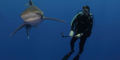 shark diver oceainc whitetip