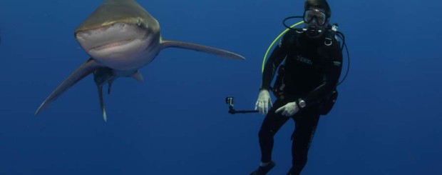 shark diver oceainc whitetip