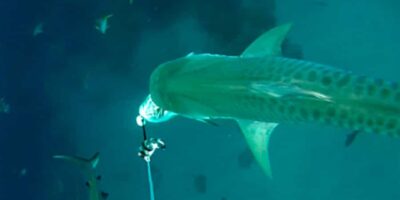 tiger shark cape eleuthera study