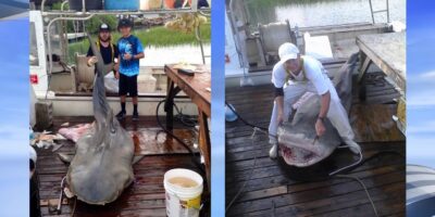 14 foot tiger shark killed