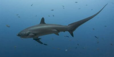 shark conservation wins