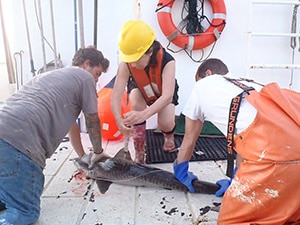 NOAA 2015 Coastal Shark Survey