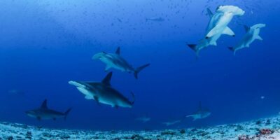 hammerhead sharks