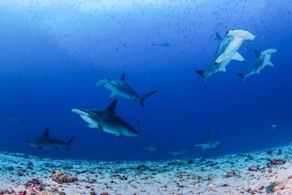hammerhead sharks