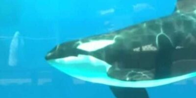 killer whale seaworld