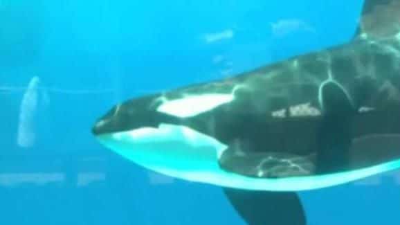 killer whale seaworld
