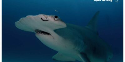 great hammerhead shark