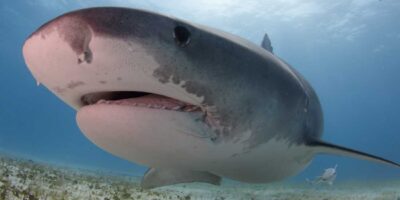 tiger shark at tiger beach bahamas