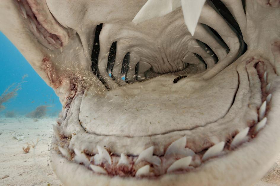 deep look into the mouth of a tiger shark