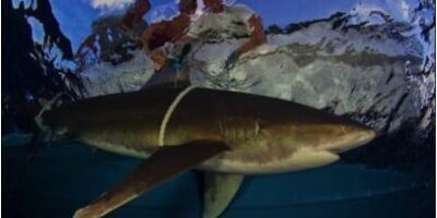oceanic whitetips shark research group