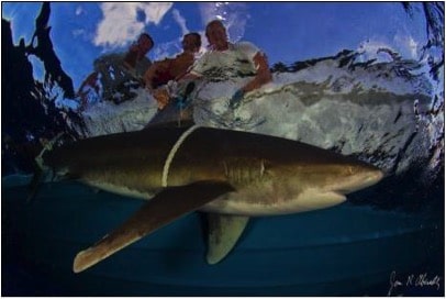 oceanic whitetips shark research group