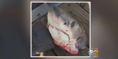 great white shark killed