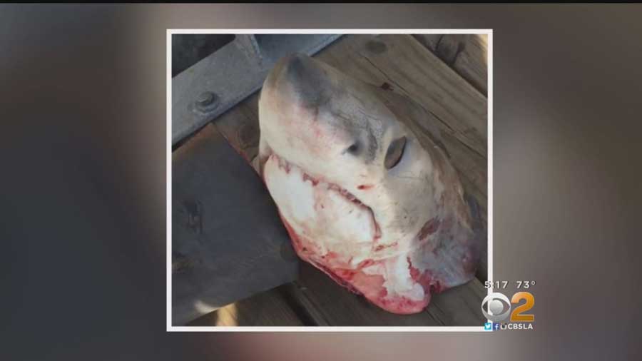great white shark killed