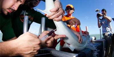 shark research tagging