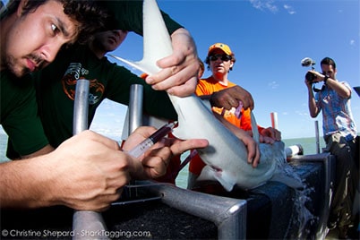 shark research tagging