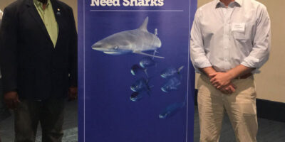 pew bnt shark conservation bahamas