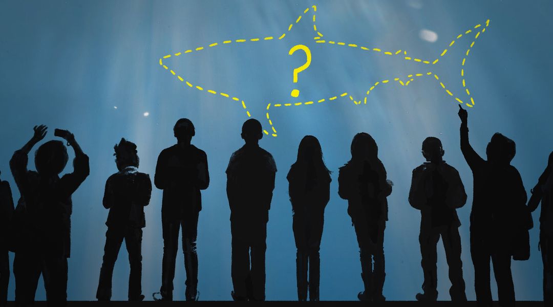 great white shark aquarium