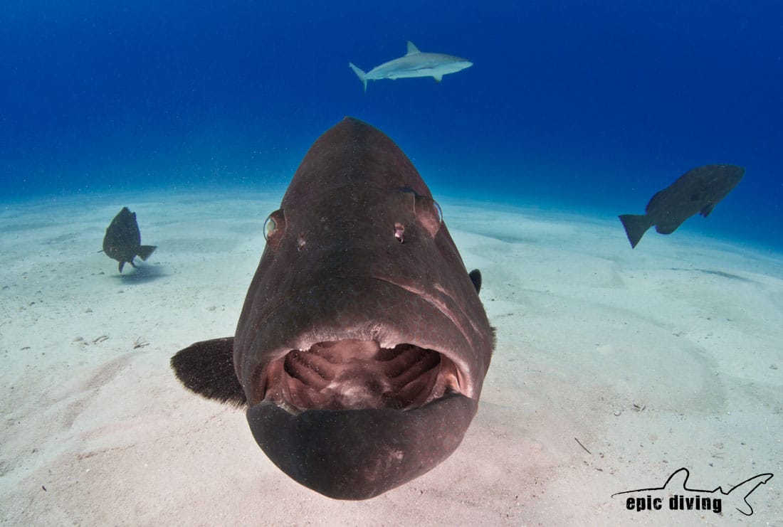 save the grouper