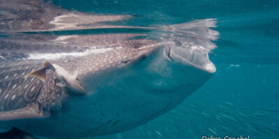 whale shark endangered