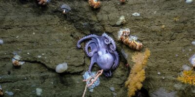 national marine monument in th atlantic