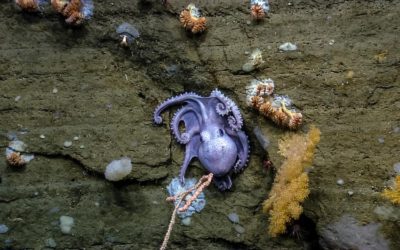 national marine monument in th atlantic