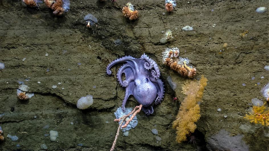 national marine monument in th atlantic