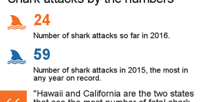 2016 shark attack file
