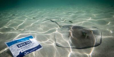 cites sharks and rays