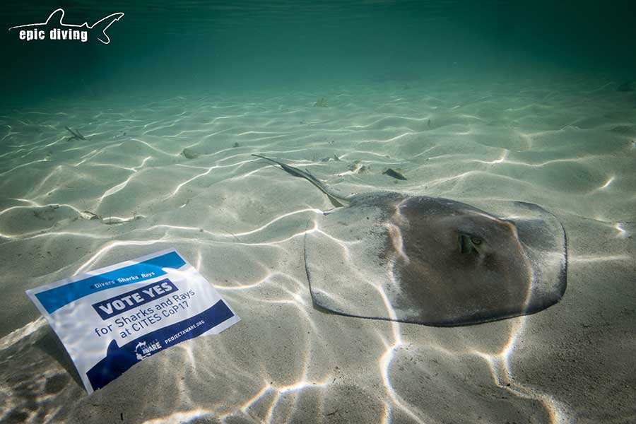 cites sharks and rays