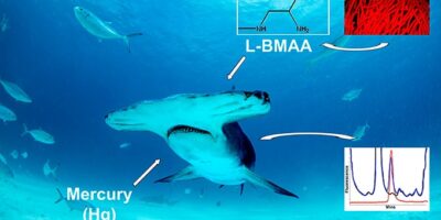 shark meat and fin toxins