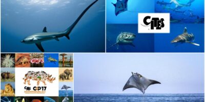 cites 2016 sharks and rays