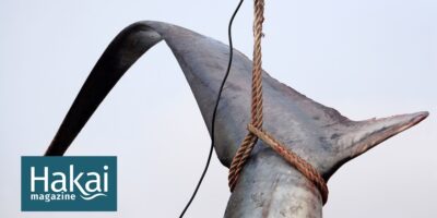 shark fin ban thresher