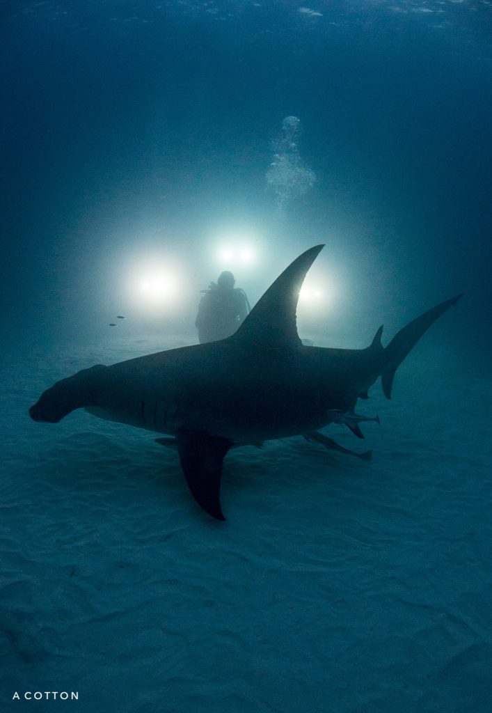 amanda cotton great hammerhead night dive