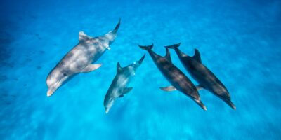 bimini wild dolphin encounter