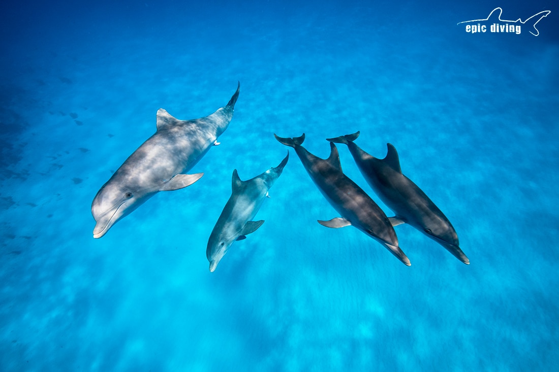 bimini wild dolphin encounter