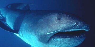 megamouth shark encounter