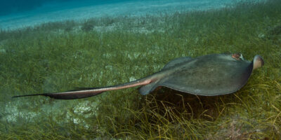 southern stingray grand bahama island
