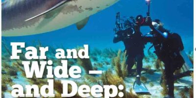 tiger beach diving cover shot