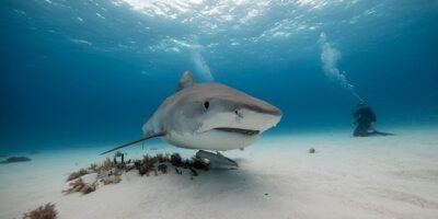 tiger beach day trips