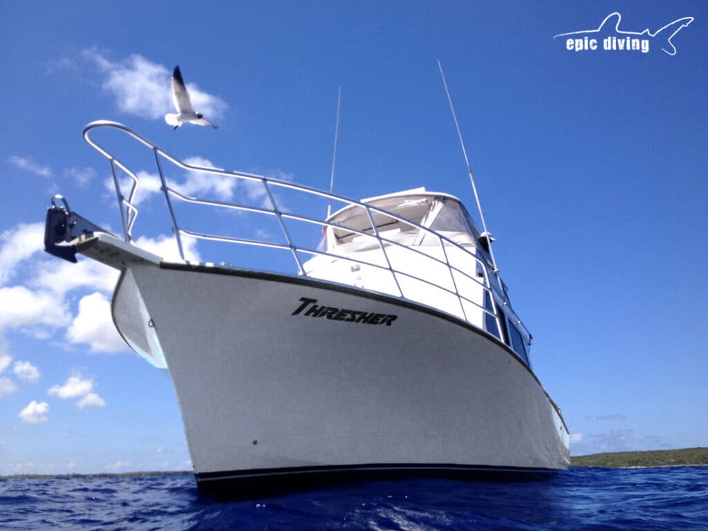 custom shark diving boat