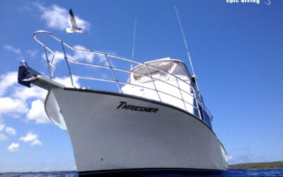 custom shark diving boat