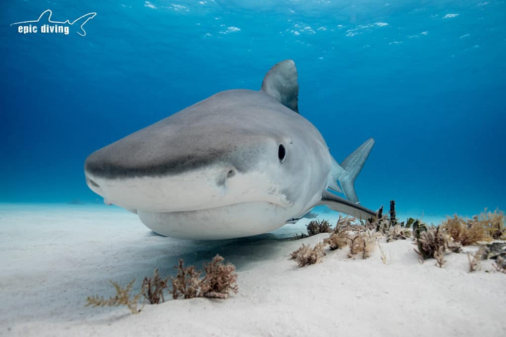 bahamas tiger beach shark diving