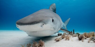 bahamas tiger beach shark diving