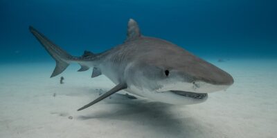 tiger shark bahamas diving