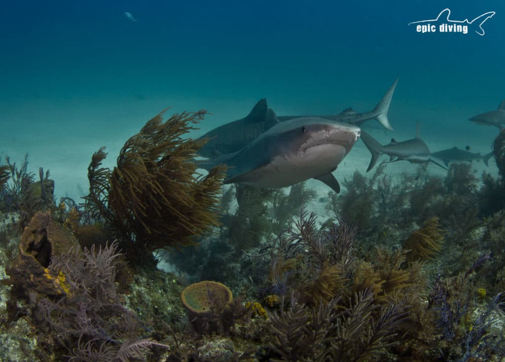 tiger beach shark reef
