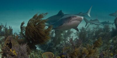 tiger beach shark reef