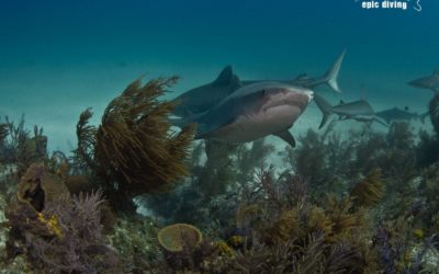 tiger beach shark reef