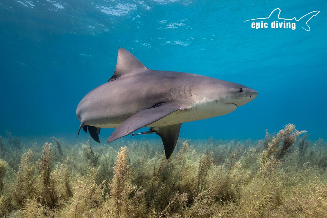 Tiger Shark Diving Tiger Beach, Bahamas Epic Diving